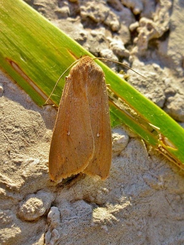 Noctuidae - Mythimna (Pseudaletia) unipuncta